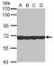 Stress Induced Phosphoprotein 1 antibody, GTX103019, GeneTex, Western Blot image 
