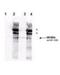 Cell cycle checkpoint control protein RAD9A antibody, NBP1-77981, Novus Biologicals, Western Blot image 