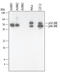 Mitogen-Activated Protein Kinase 8 antibody, MAB2076, R&D Systems, Western Blot image 