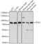 Integrin Alpha FG-GAP Repeat Containing 1 antibody, A14087, Boster Biological Technology, Western Blot image 