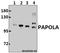 Poly(A) Polymerase Alpha antibody, A08667, Boster Biological Technology, Western Blot image 