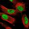 Nuclear FMR1 Interacting Protein 1 antibody, NBP1-82515, Novus Biologicals, Immunofluorescence image 