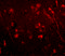 Aryl Hydrocarbon Receptor Interacting Protein Like 1 antibody, 4865, ProSci, Immunofluorescence image 