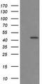 Indoleamine 2,3-Dioxygenase 1 antibody, LS-B14775, Lifespan Biosciences, Western Blot image 