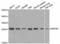 High Mobility Group Box 1 antibody, LS-C332161, Lifespan Biosciences, Western Blot image 