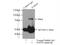 Terminal Nucleotidyltransferase 4B antibody, 55197-1-AP, Proteintech Group, Immunoprecipitation image 