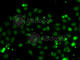Brain Expressed X-Linked 3 antibody, A7296, ABclonal Technology, Immunofluorescence image 