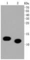 Histone Cluster 4 H4 antibody, NBP2-67342, Novus Biologicals, Western Blot image 