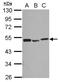 Proteasome 26S Subunit, ATPase 3 antibody, NBP2-19984, Novus Biologicals, Western Blot image 