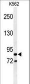 Advillin antibody, LS-C156690, Lifespan Biosciences, Western Blot image 