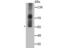 WSC Domain Containing 2 antibody, NBP2-75715, Novus Biologicals, Western Blot image 