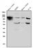 Tamm-Horsfall urinary glycoprotein antibody, A01303-2, Boster Biological Technology, Western Blot image 