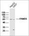 FERM Domain Containing 5 antibody, orb2247, Biorbyt, Western Blot image 