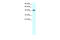 Kruppel Like Factor 15 antibody, 27-640, ProSci, Western Blot image 