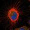 Coiled-Coil Domain Containing 134 antibody, NBP1-82125, Novus Biologicals, Immunocytochemistry image 