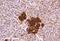 Cholecystokinin receptor type A antibody, NB100-2805, Novus Biologicals, Immunohistochemistry paraffin image 