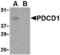 Programmed Cell Death 1 antibody, A00178-1, Boster Biological Technology, Western Blot image 