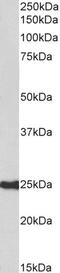 G Protein-Coupled Receptor 39 antibody, 43-715, ProSci, Western Blot image 