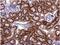 Rho GDP Dissociation Inhibitor Alpha antibody, NBP1-31528, Novus Biologicals, Immunohistochemistry frozen image 