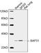 B Cell Receptor Associated Protein 31 antibody, LS-C203288, Lifespan Biosciences, Western Blot image 