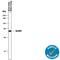 Glutamate Dehydrogenase 2 antibody, MAB8027, R&D Systems, Western Blot image 