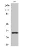 Nuclear Transcription Factor Y Subunit Beta antibody, A06714-2, Boster Biological Technology, Western Blot image 