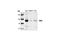 Inhibitor Of Nuclear Factor Kappa B Kinase Subunit Beta antibody, 2684S, Cell Signaling Technology, Western Blot image 