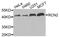 Reticulocalbin 2 antibody, STJ110032, St John