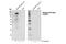 DAB Adaptor Protein 1 antibody, 3325S, Cell Signaling Technology, Western Blot image 