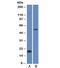 Cadherin 1 antibody, 33-574, ProSci, Western Blot image 