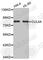 Cullin 4A antibody, A6199, ABclonal Technology, Western Blot image 