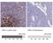 Complement C3d Receptor 2 antibody, NBP2-38895, Novus Biologicals, Immunohistochemistry frozen image 