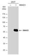 SMAD Family Member 3 antibody, GTX108638, GeneTex, Western Blot image 