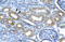 Cyclin Dependent Kinase 7 antibody, 31-031, ProSci, Enzyme Linked Immunosorbent Assay image 