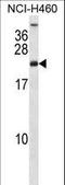Ribosomal Protein S16 antibody, LS-C162734, Lifespan Biosciences, Western Blot image 