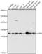 Electron Transfer Flavoprotein Subunit Beta antibody, A05431, Boster Biological Technology, Western Blot image 