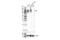 T-cell differentiation antigen CD6 antibody, 40623S, Cell Signaling Technology, Western Blot image 