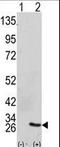 Growth Factor Receptor Bound Protein 2 antibody, LS-C100001, Lifespan Biosciences, Western Blot image 