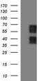 Schwannomin-interacting protein 1 antibody, TA590530, Origene, Western Blot image 