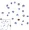 Lymphocyte Activating 3 antibody, RF16086, ProSci, Immunocytochemistry image 