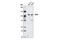 Bromodomain Containing 2 antibody, 5848S, Cell Signaling Technology, Western Blot image 