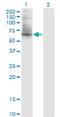 Poly(U) Binding Splicing Factor 60 antibody, H00022827-M20, Novus Biologicals, Western Blot image 