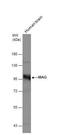 Myelin Associated Glycoprotein antibody, NBP2-17201, Novus Biologicals, Western Blot image 