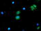 NGG1 Interacting Factor 3 Like 1 antibody, LS-C173364, Lifespan Biosciences, Immunofluorescence image 