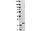 TNF Superfamily Member 11 antibody, A00363, Boster Biological Technology, Western Blot image 