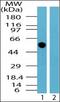 Trafficking From ER To Golgi Regulator antibody, orb87633, Biorbyt, Western Blot image 