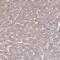 Phospholipase A2 Group XIIB antibody, PA5-63475, Invitrogen Antibodies, Immunohistochemistry frozen image 