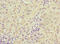 DCMP Deaminase antibody, orb40053, Biorbyt, Immunohistochemistry paraffin image 