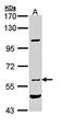 Natriuretic Peptide Receptor 3 antibody, orb73934, Biorbyt, Western Blot image 