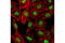 Chromatin Assembly Factor 1 Subunit A antibody, 5480P, Cell Signaling Technology, Immunofluorescence image 